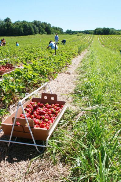 Strawberry Picking at Carandale Farm | Perpetually Chic