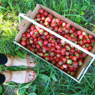 Strawberry Picking at Carandale Farm | Perpetually Chic
