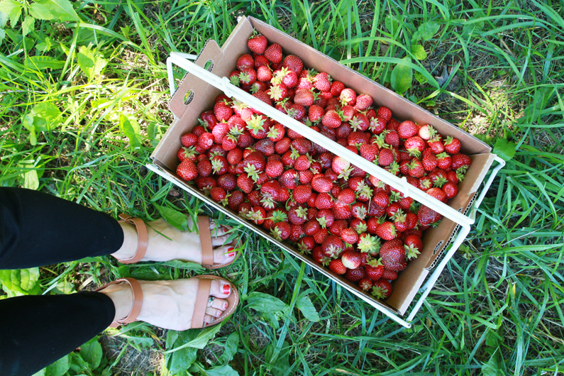 Strawberry Picking at Carandale Farm | Perpetually Chic