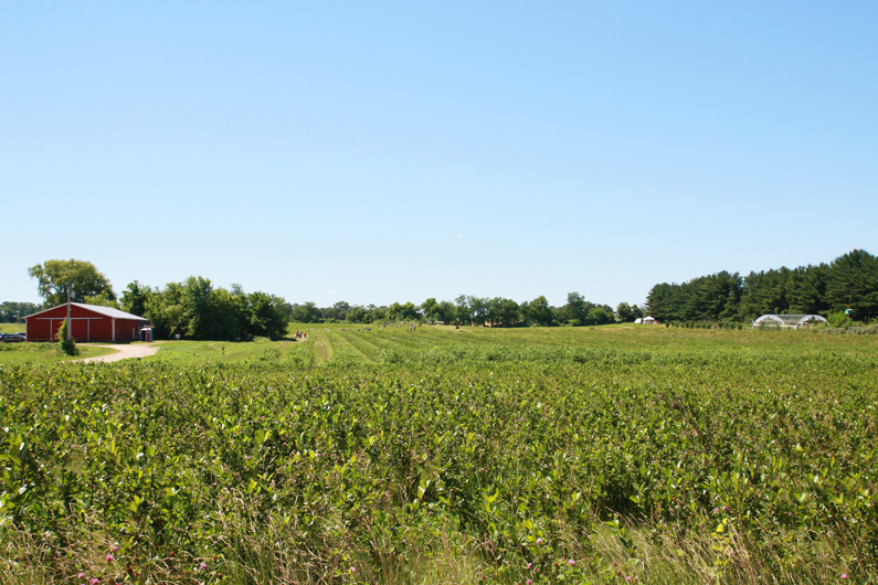 Strawberry Picking at Carandale Farm | Perpetually Chic