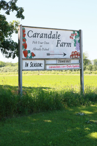 Strawberry Picking at Carandale Farm | Perpetually Chic